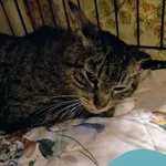 Znaleziono kota, Gdynia, 5 czerwca 2025