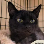 Kot do adopcji, Gdynia, 23 czerwca 2025