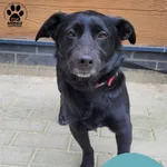 Znaleziono psa, Gdynia, 10 czerwca 2025