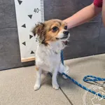 Pies do adopcji, Chełmek, 4 czerwca 2025