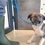 Imię: Przyjęty: 2025-04-28 Płeć: Suka Opis: mieszaniec, tricolor Wiek w dniu przyjęcia: ok. 2 lata