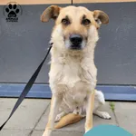 Znaleziono psa, Gdynia, 9 czerwca 2025