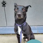 Znaleziono psa, Gdynia, 11 czerwca 2025