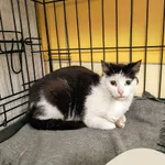 Znaleziono kota, Gdynia, 5 czerwca 2025