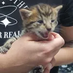 Znaleziono kota, Toruń, 22 czerwca 2025