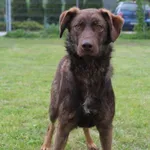 Pies do adopcji, Grudziądz, 30 maja 2025