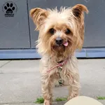 Znaleziono psa, Gdynia, 17 czerwca 2025