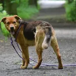 Znaleziono psa, Toruń, 23 kwietnia 2025