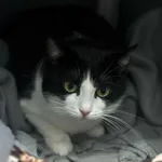 Kot do adopcji, Olsztyn, 26 maja 2025