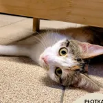 Kot do adopcji, Gdynia, 23 czerwca 2025