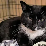 Kot do adopcji, Gdynia, 23 czerwca 2025