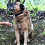 Znaleziono psa, Pieckowo, 23 czerwca 2025