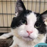 Kot do adopcji, Gdynia, 23 czerwca 2025