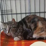 Znaleziono kota, Gdynia, 10 czerwca 2025