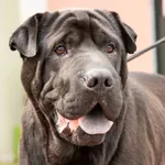 Piesek znaleziony w Trzkolne Młyny