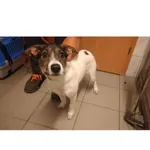 Znaleziono psa, Białystok, 24 czerwca 2025