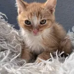 Kot do adopcji, Włocławek, 25 czerwca 2025