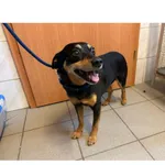 Znaleziono psa, Białystok, 25 czerwca 2025