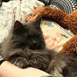 Zaginął kot, Gdynia, 25 czerwca 2025