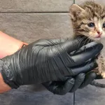 Przyjęty: 2025-06-24 Gmina: Andrychów Płeć: Kotka Opis: europejska, tricolor