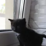 Kot do adopcji, Grudziądz, 18 czerwca 2025