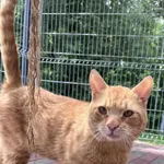 Kot do adopcji, Włocławek, 24 czerwca 2025