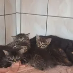 Kot do adopcji, Orzechowce, 24 czerwca 2025