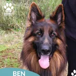 Znaleziono psa, Dąbrówka, 18 września 2025