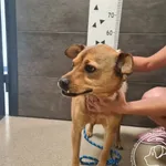 Przyjęty: 2025-06-26 Gmina: Chełmek Płeć: Pies Opis: mieszaniec, brązowe