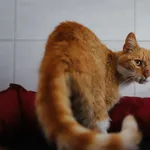 Znaleziono kota, Sosnowiec, 21 czerwca 2025