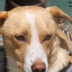 Goldi