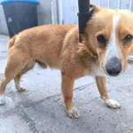 Znaleziono psa, Racławice, 22 czerwca 2025