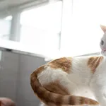 Znaleziono kota, Sosnowiec, 21 czerwca 2025