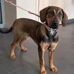 Pies do adopcji, Olsztyn, 10 czerwca 2025