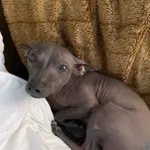 Zaginął pies, Łódź, 27 czerwca 2025