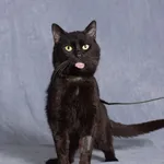 Kot do adopcji, Gdańsk, 15 maja 2025