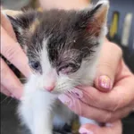 Znaleziono kota, Grudziądz, 27 czerwca 2025