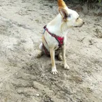 Znaleziono psa, Białogóra, 27 czerwca 2025