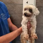 Przyjęty: 2025-06-27 Gmina: Oświęcim Płeć: Pies Opis: mieszaniec, białe