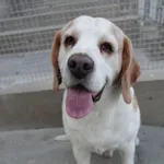 Znaleziono psa, Gdańsk, 26 czerwca 2025