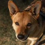 Pies do adopcji, Sosnowice, 7 marca 2025