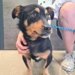 Znaleziono psa, Chełmek, 27 czerwca 2025