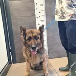 Przyjęty: 2025-06-26 Gmina: Klimontów Płeć: Suka Opis: owczarek niemiecki, czarne - podpalane