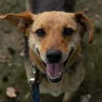 Pies do adopcji, Sosnowice, 7 marca 2025