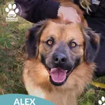 Pies do adopcji, Dąbrówka, 13 października 2025