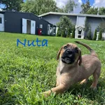 Pies do adopcji, Włocławek, 27 czerwca 2025