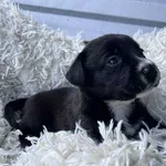 13154/120/25  Nel  data przyjęcia - 27.06.2025