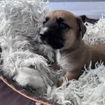 Pies do adopcji, Włocławek, 27 czerwca 2025