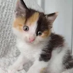 Znaleziono kota, Lublin, 27 czerwca 2025