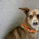 Znaleziono psa, Wałbrzych, 25 czerwca 2025